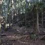 Tamborine National Park