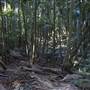 Tamborine National Park