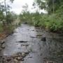 Coomera River (Upper)