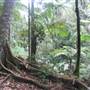 Mt Cougal