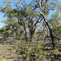 Mangroves meet Ocean - Tallebudgera Creek Conservation Park