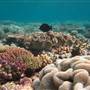 Great Barrier Reef
