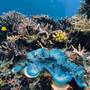 Great Barrier Reef