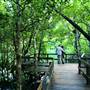 Mossman Gorge