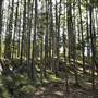 Bonogin Backlot & Pine Forest