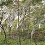 Mulgumpin (Moreton Island) Bush Track - Middle Road