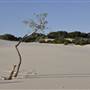 Mulgumpin (Moreton Island) - Little Sand Hills