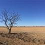 Dead Tree Patch