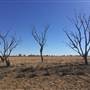 Dead Tree Patch