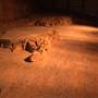 Lark Quarry Dinosaur Trackways