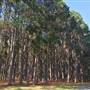 Pine Forest, Riverside Skate Park & Open Sports Fields - Pizzey Park