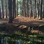 Pine Forest, Riverside Skate Park & Open Sports Fields - Pizzey Park