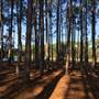 Pine Forest, Riverside Skate Park & Open Sports Fields - Pizzey Park