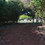 St Helena - Tree Areas & Rainforest