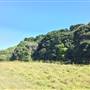 St Helena - Tree Areas & Rainforest