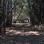 St Helena - Tree Areas & Rainforest