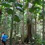 Daintree Fan Palm Forest