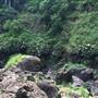 Purling Brook Falls - Springbrook National Park