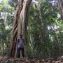 Palm Tree Grove