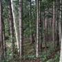 Bonogin Backlot & Pine Forest
