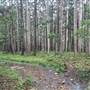 Bonogin Backlot & Pine Forest