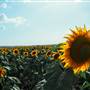 Sunflower Fields
