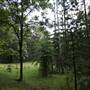 Hillside Hoop Pine Forest