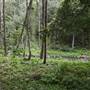 Hinterland Stream with Forest & Paddock