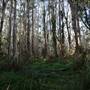 Gold Coast - Coombabah Paperbark Forest