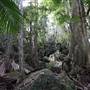 Jungle / Strangler Figs / Palm Grove / Rock Wall