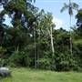 Hinterland Jungle Backlot