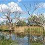 Barcaldine