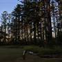 The Secret Forest - Oxley Creek Common