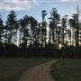 The Secret Forest - Oxley Creek Common
