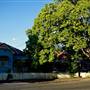 Tree-Lined Street