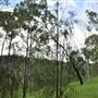 Dirt Road / Wilderness / Pastures