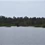 Fig Tree Point (Noosa Everglades)
