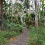 Fig Tree Point (Noosa Everglades)