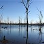 Wooroolin Wetlands