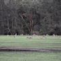 Coombabah Lakelands Conservation Area - Open Field & Forest