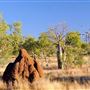 Lawn Hill Gorge (Camooweal Region)