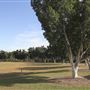 Tofa Mamao a Samoa Park