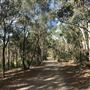 Toohey Forest - Toohey Ridge Track