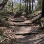 Brushtail Trail - Karawatha Forest Park