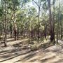 Bloodwood Track - Whites Hill Reserve
