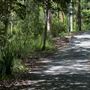 Mt Coot-tha Forest - Overview