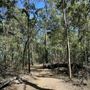 Mahogany Track - Mount Coot-tha Forest