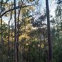 Mount Coot-tha Forest - Powerful Owl Trail