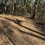 Mount Coot-tha Forest - Powerful Owl Trail