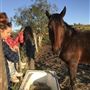 Tallavalley Farm